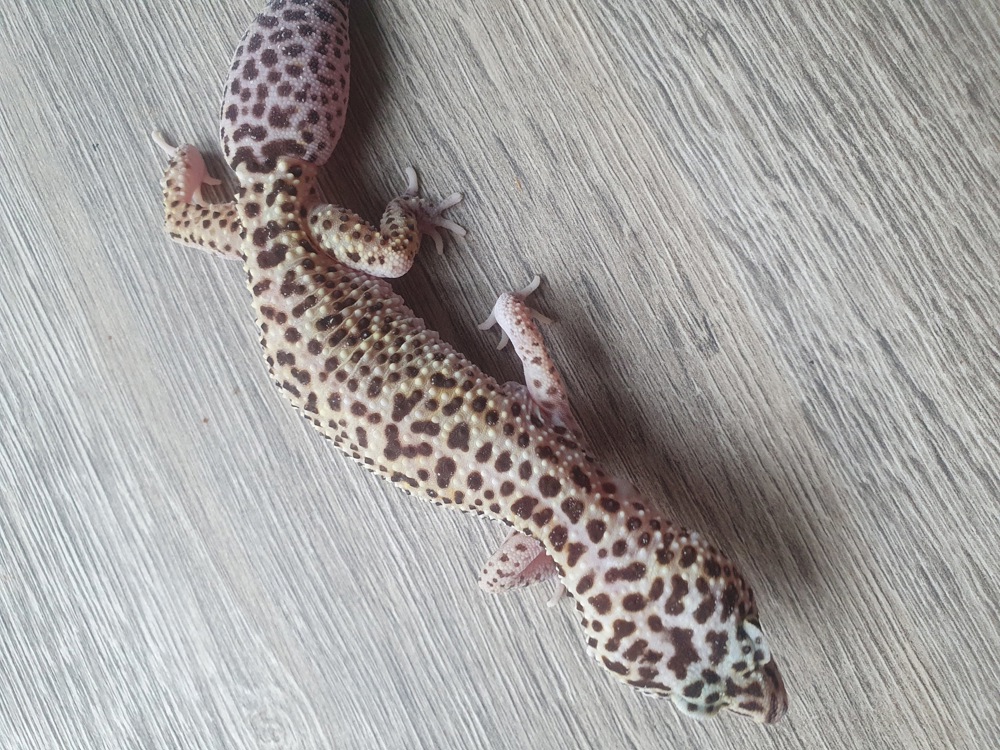 0.2 Leopardgecko