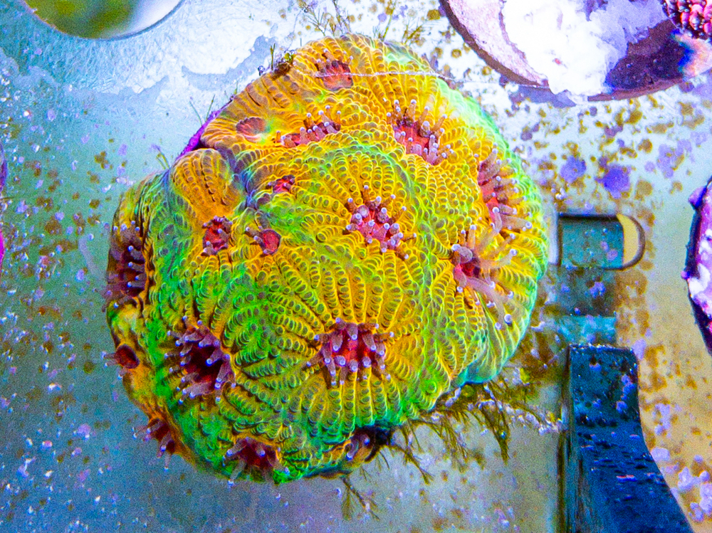 Favia Fascination Ableger - LPS, Korallen, Meerwasser