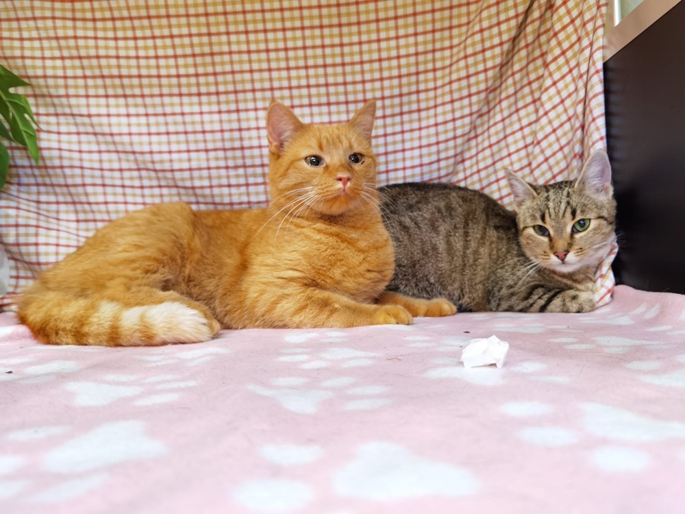 süße Katzen Rosa und Liv suchen zusammen ein Zuhause