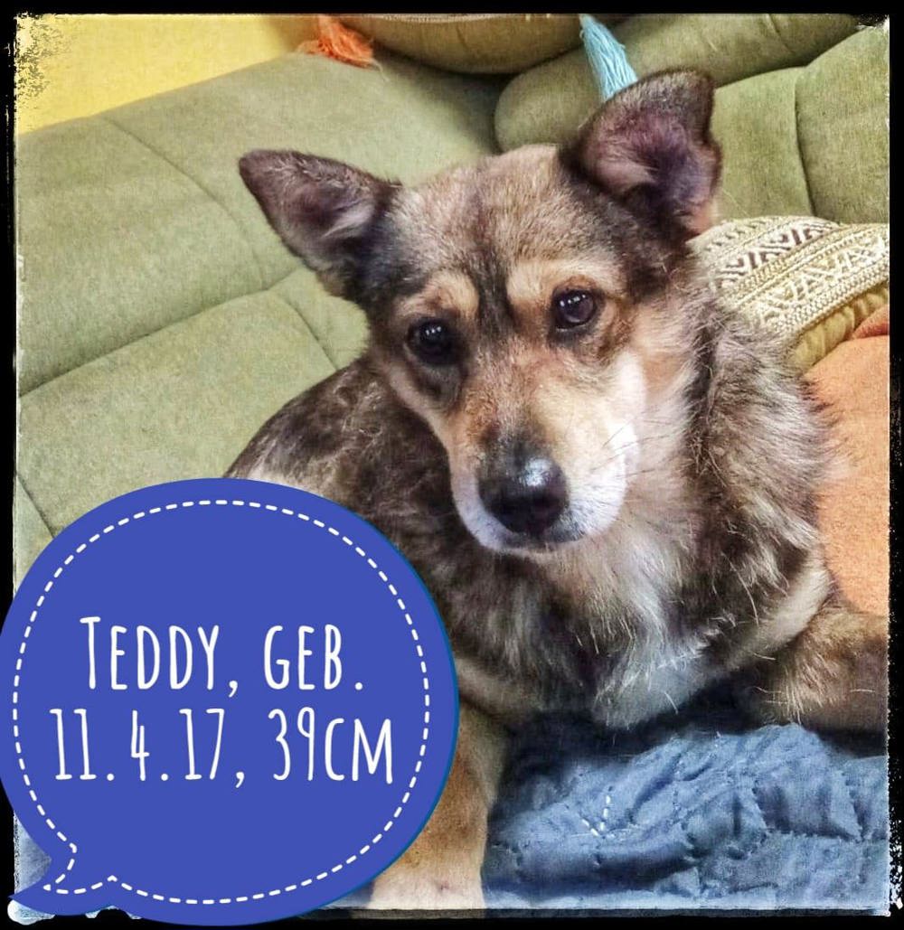 Teddy - der schüchterne Corgi-Mix wartet auf Menschen mit Anfangsgeduld