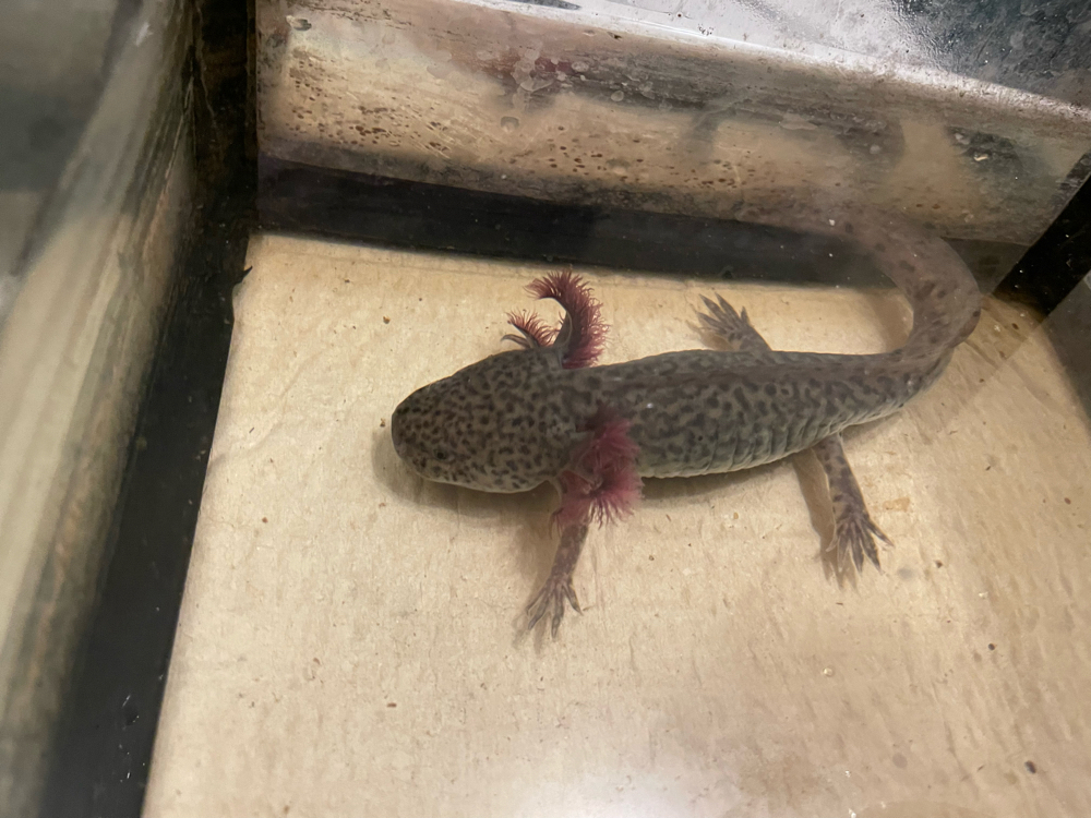 Axolotl suchen zu Hause