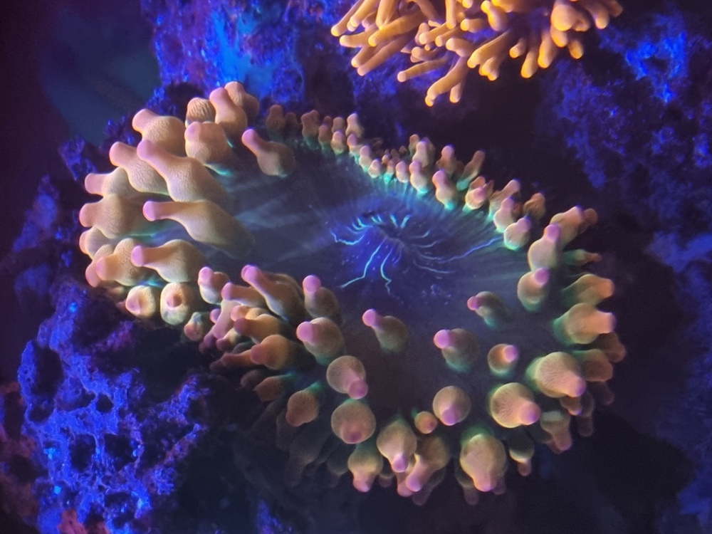 Meerwasser Kupferanemone Sunburst Anemone Entacmea quadricolor (Korallen, Salzwasser, Drahtalgen)