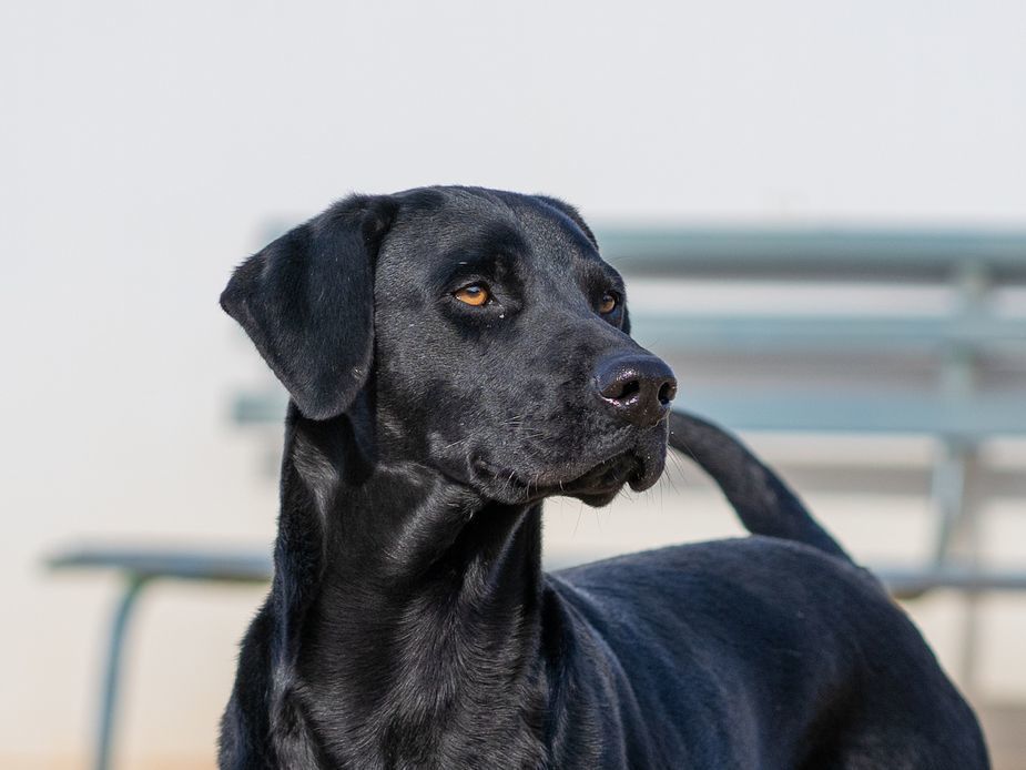 Leo sucht eine Pflegestelle oder ein Zuhause