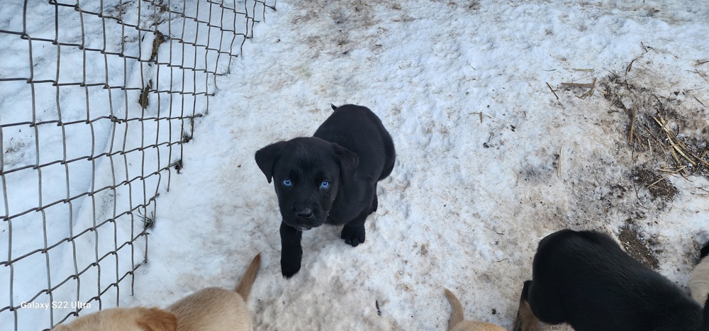 Husky Labrador Welpen mit blauen Augen