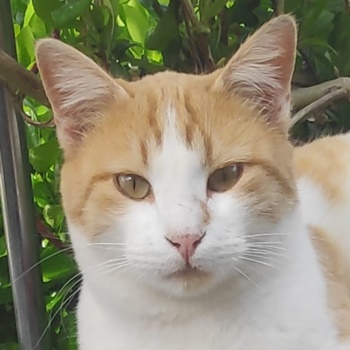 Marcio, geb. ca.05 2021, lebt inGRIECHENLAND,auf einer privaten Pflegestelle