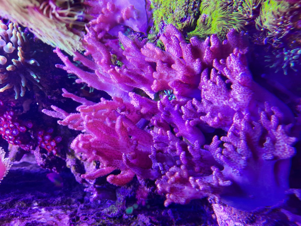 Sinularia Fingerlederkorallen Koralle Meerwasser Weichkoralle Aquarium 