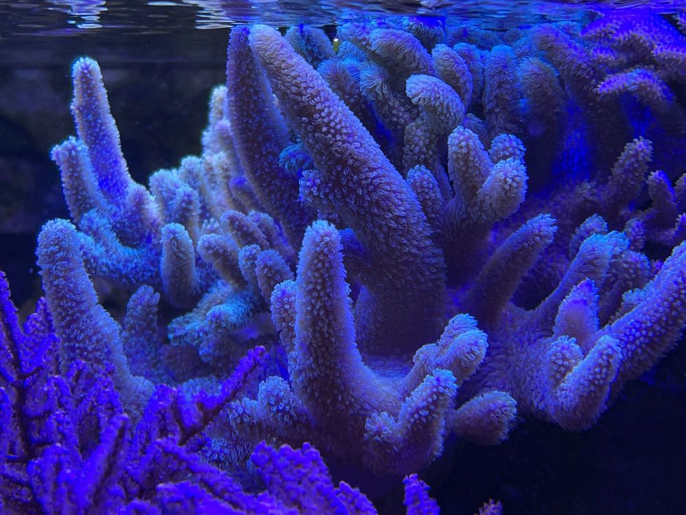 Sinularia Mollis Fingerlederkoralle Meerwasser Aquarium Korallen Weichkoralle