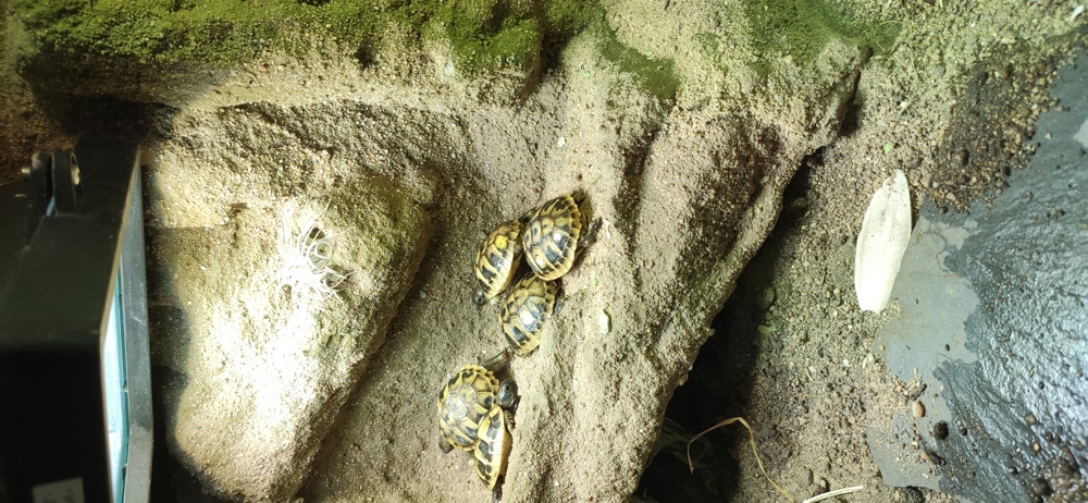 Süße Schildkröten - griechische Landschildkröte  2023 mit Cites Papieren