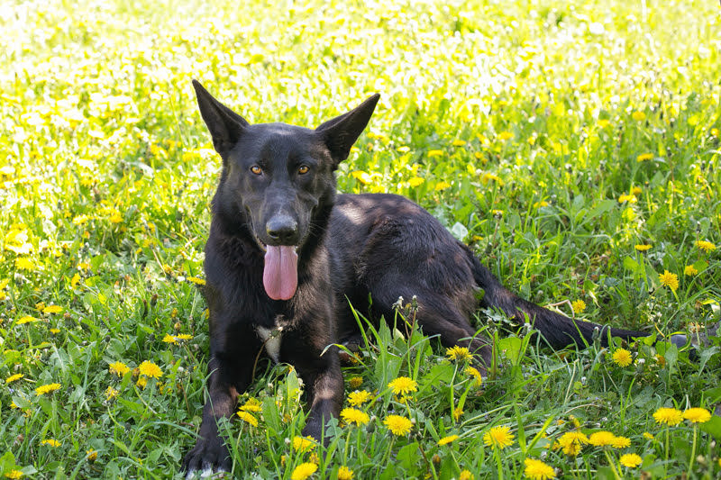 *ERIC* - der schwarze Schäferhund lernt sehr gerne und begreift auch schnell. 
