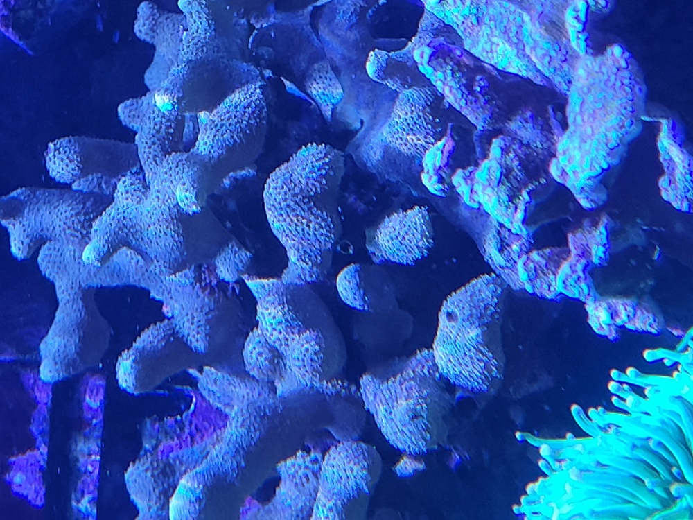 Porites lichen gelb LPS SPS Ableger Korallen Meerwasser 