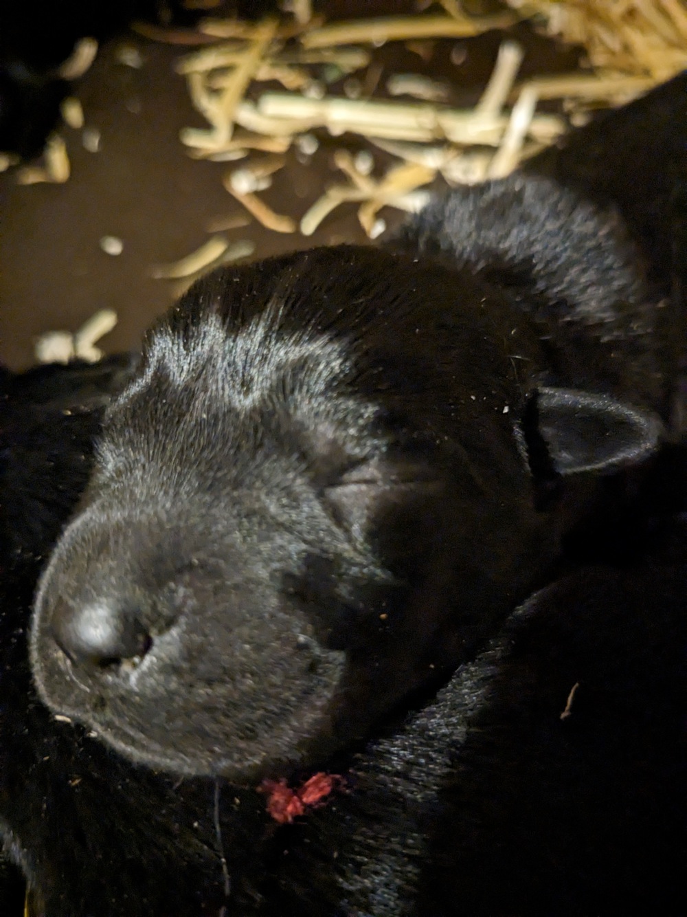 9 süße Labradorwelpen 