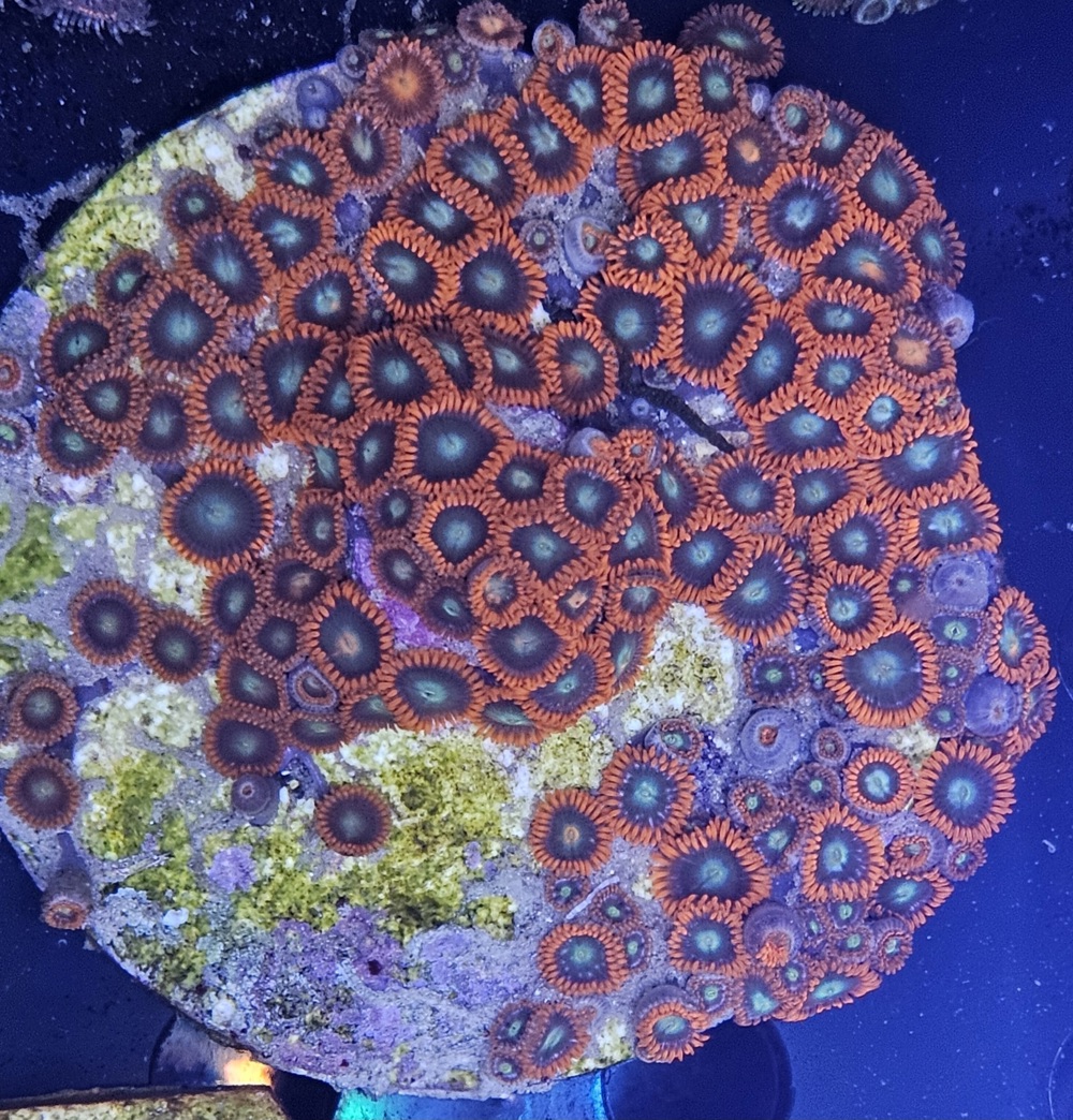 Meerwasser Korallen Ableger 