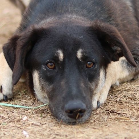 Zena, geb. ca. 05 2021, lebt in GR, auf einem Gelände, auf dem die Hunde notdürftig versorgt werden
