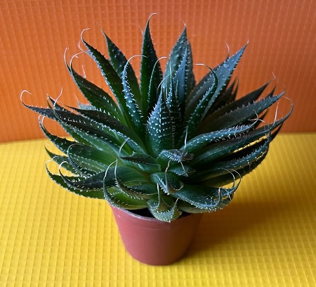  Sehr schöne Aloe Aristata Zimmerpflanze