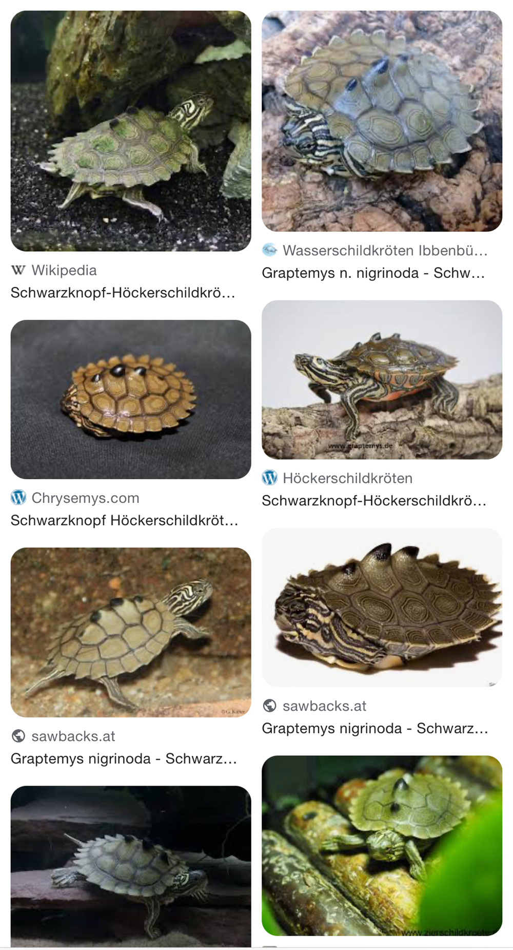 Suche Schwarzknopf-Höckerschildkröten