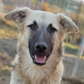 Arlo, geb. ca. 02 2023, lebt in GRIECHENLAND, im städt. Tierheim Serres