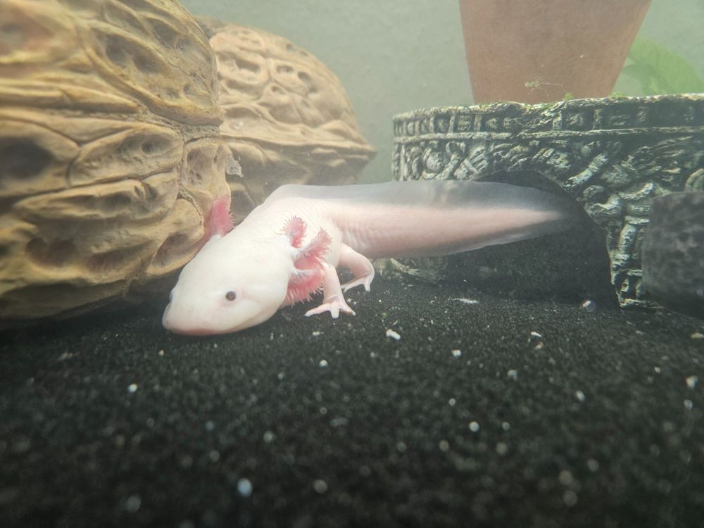 Axolotl , 1 jährig.