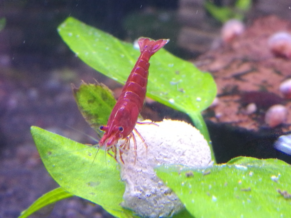 10 St gut gefärbte Bloody Mary Garnelen (Neocaridina davidi) rot