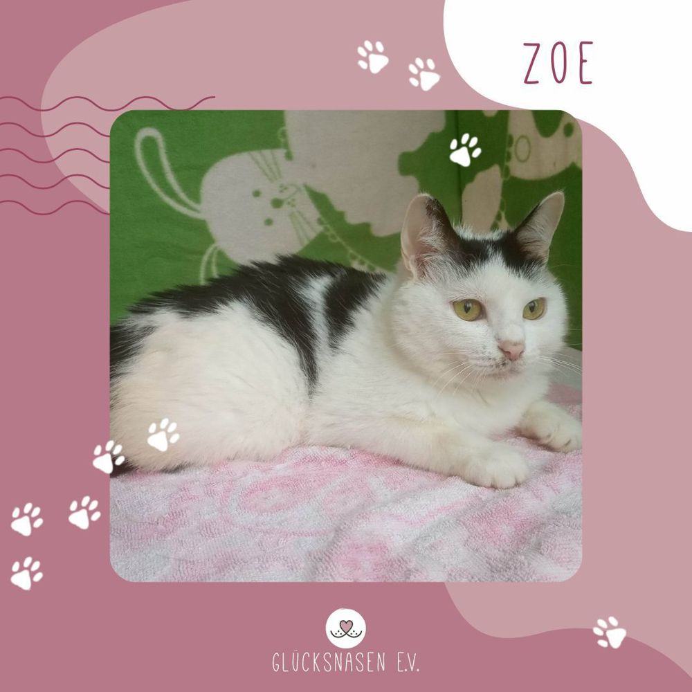 Katze Zoe wartet sehnsüchtig auf Post von Dir