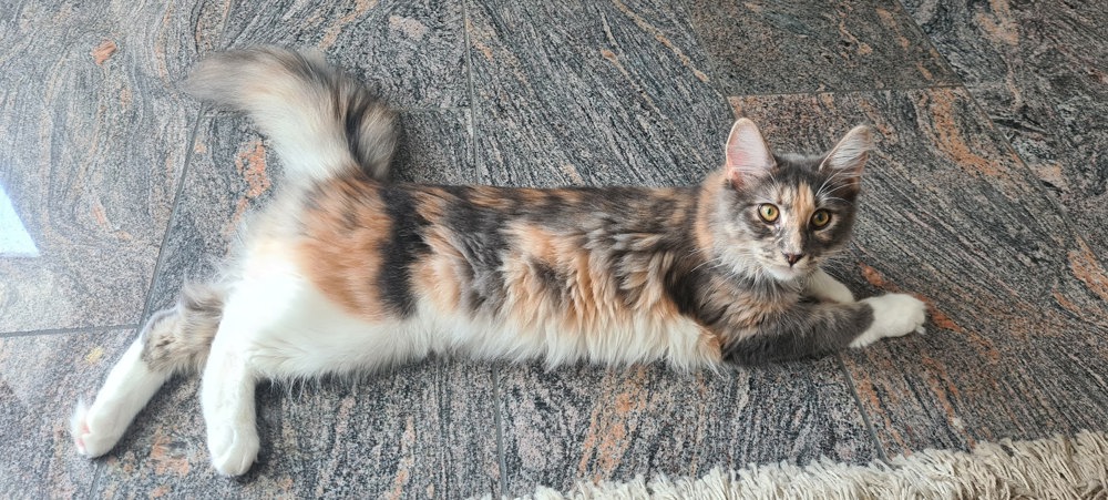Traumhafte und wunderschöne Maine-Coon-Katze