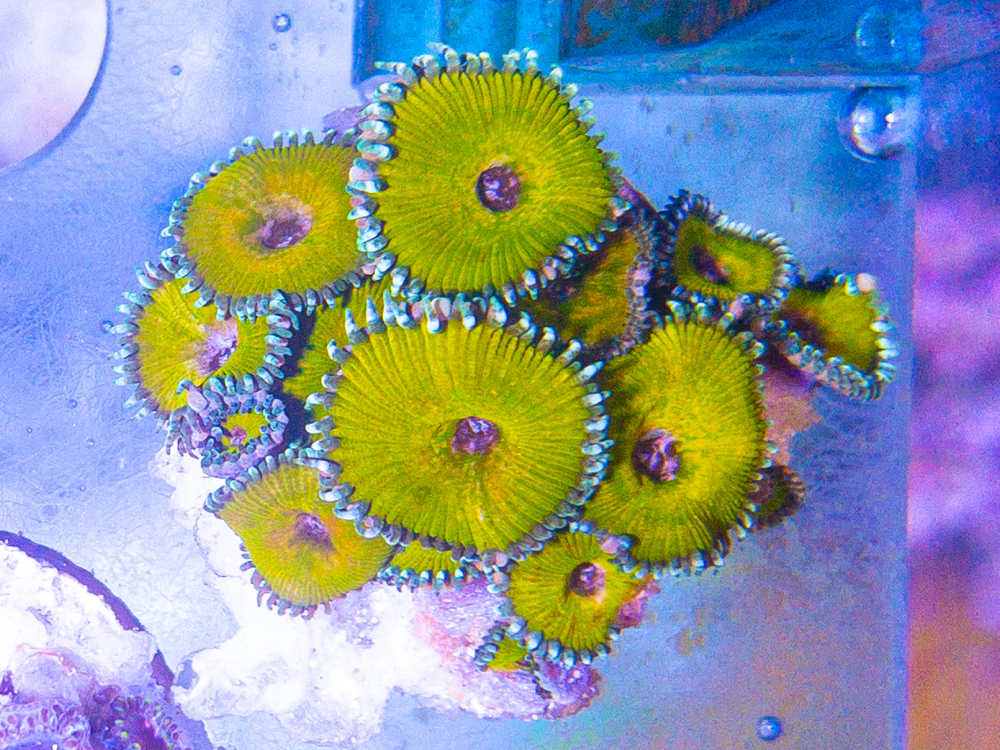 Zoanthus Yellow Death WYSIWYG-Ableger - Krustenanemonen, Korallen, Meerwasser