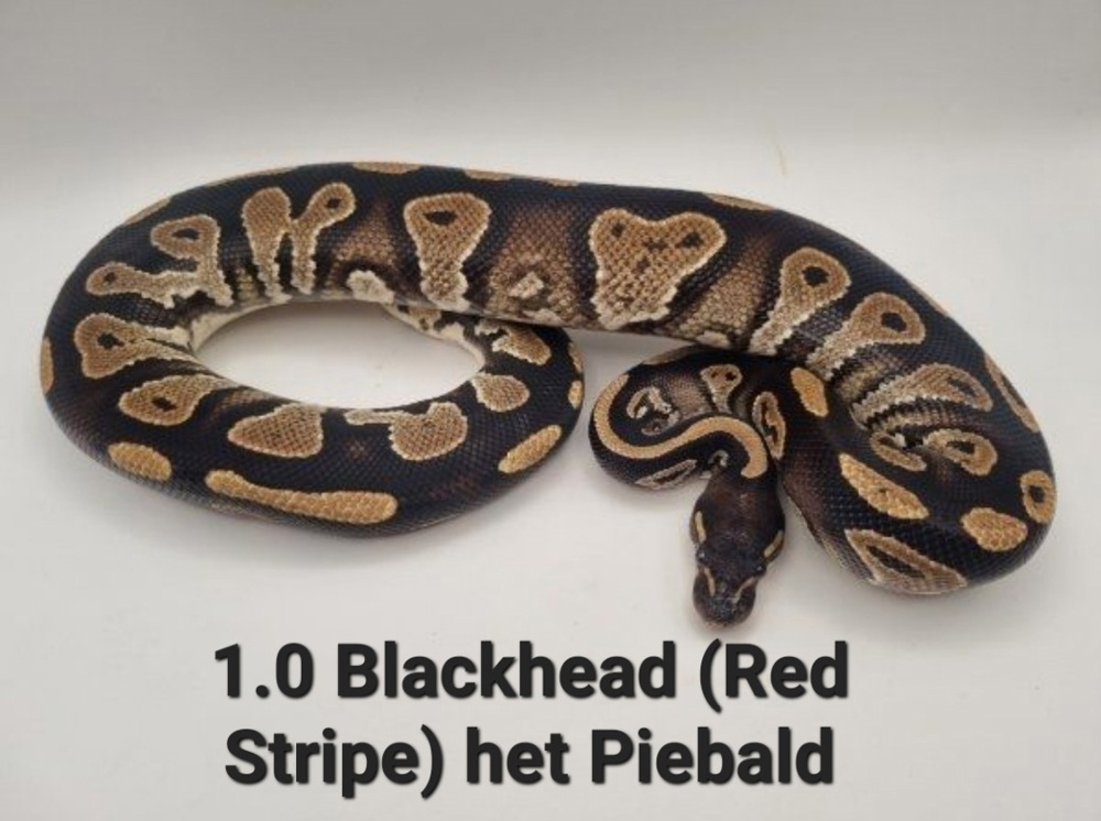  1.0 Blackhead het Piebald poss Red Stripe Königspython Python Regius Schlange 