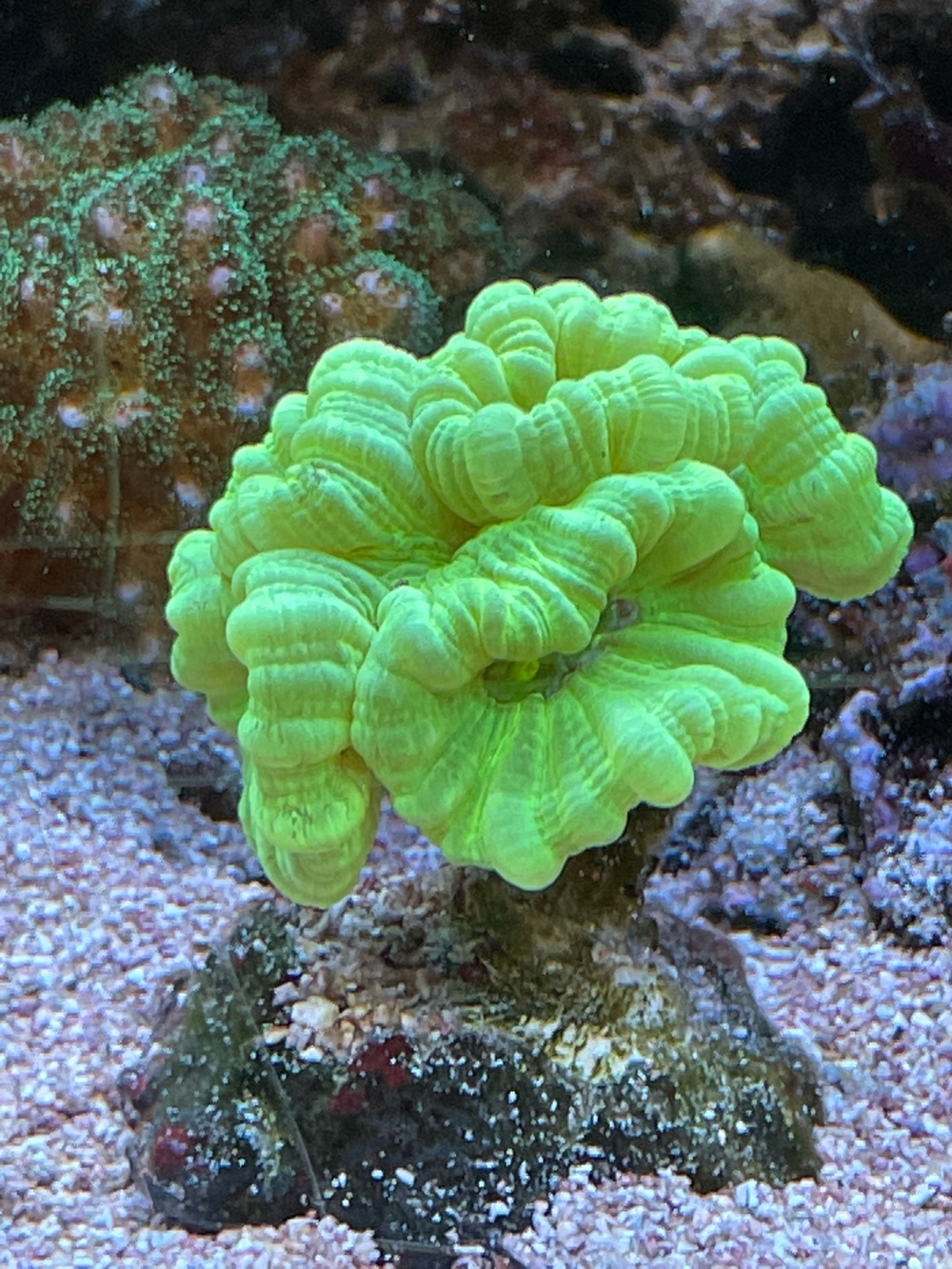 Caulastrea Furcata grün LPS Koralle   Meerwasser   Mössingen