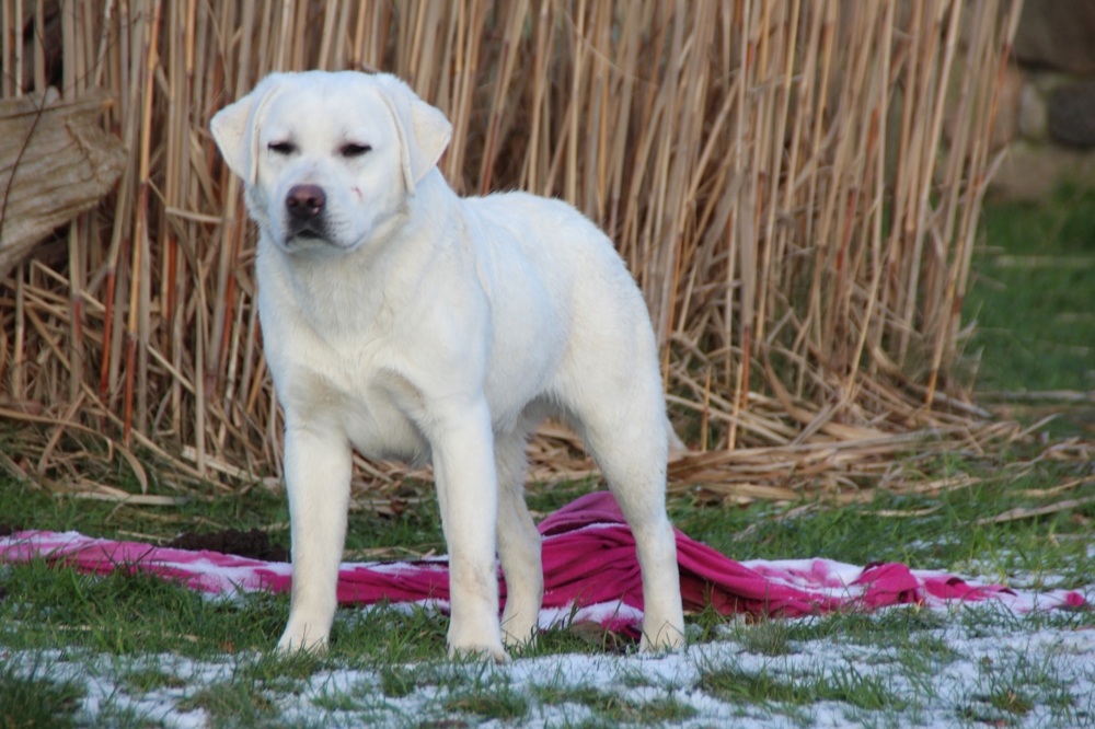 Labrador Deckrüde weiß
