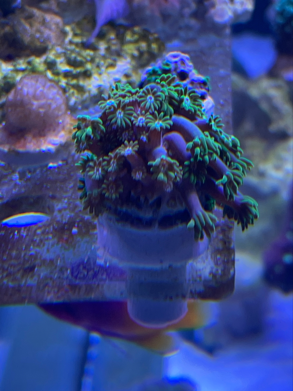 Alveopora Meerwasser Koralle