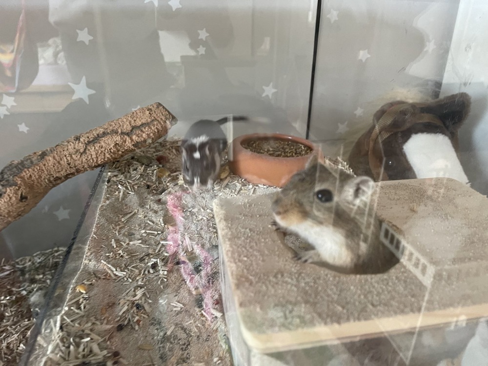 2 Mäuse (Weibchen) & Glasgehege mit viel Zubehör