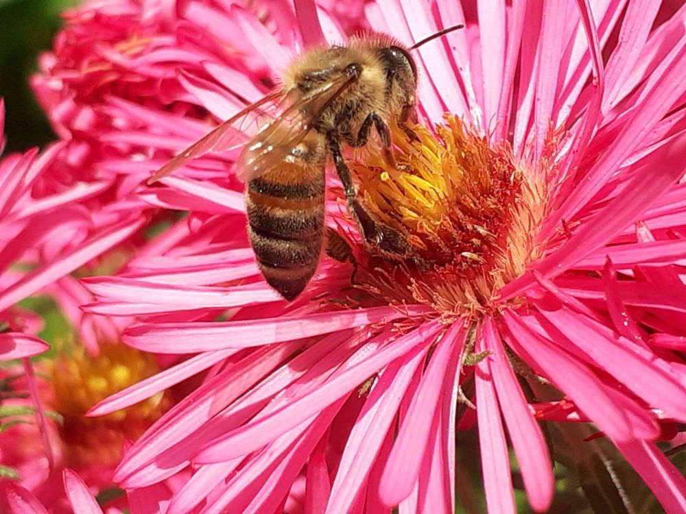 Verkaufe bis zu 15 Bienenvölker (Buckfast und oder Carnica)