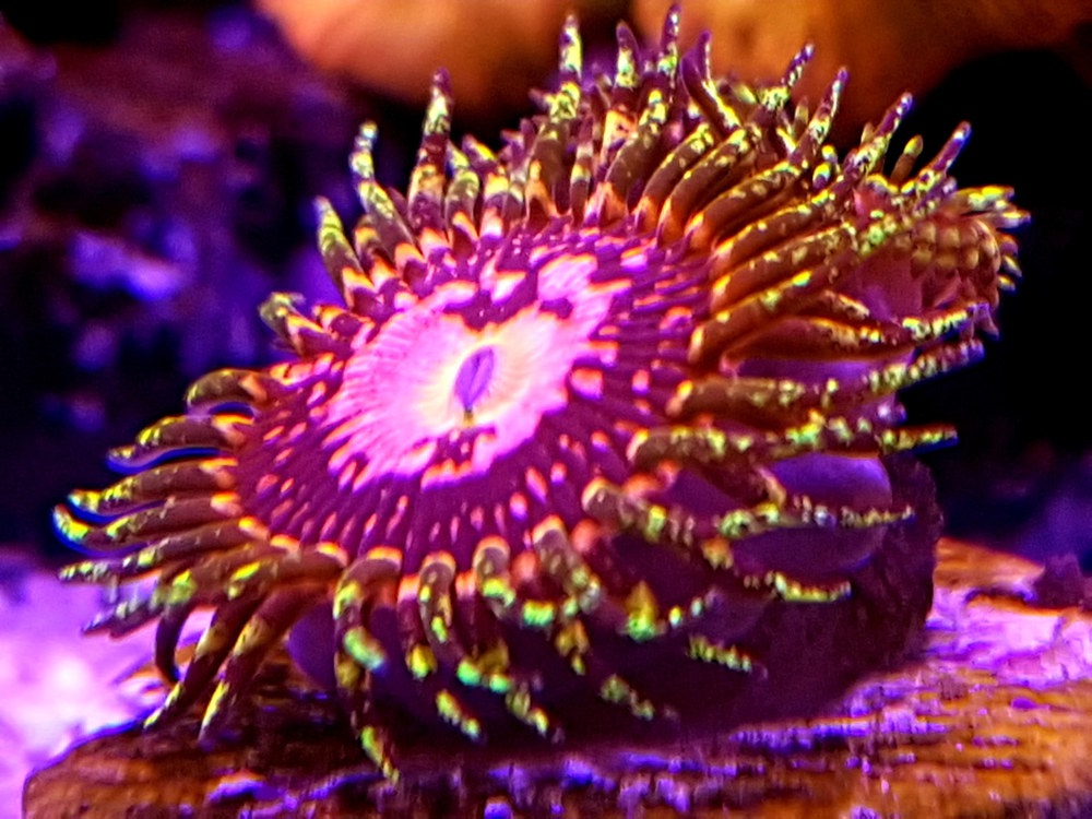 Zoanthus (Zoa) Space Chaos - Korallen - Meerwasser