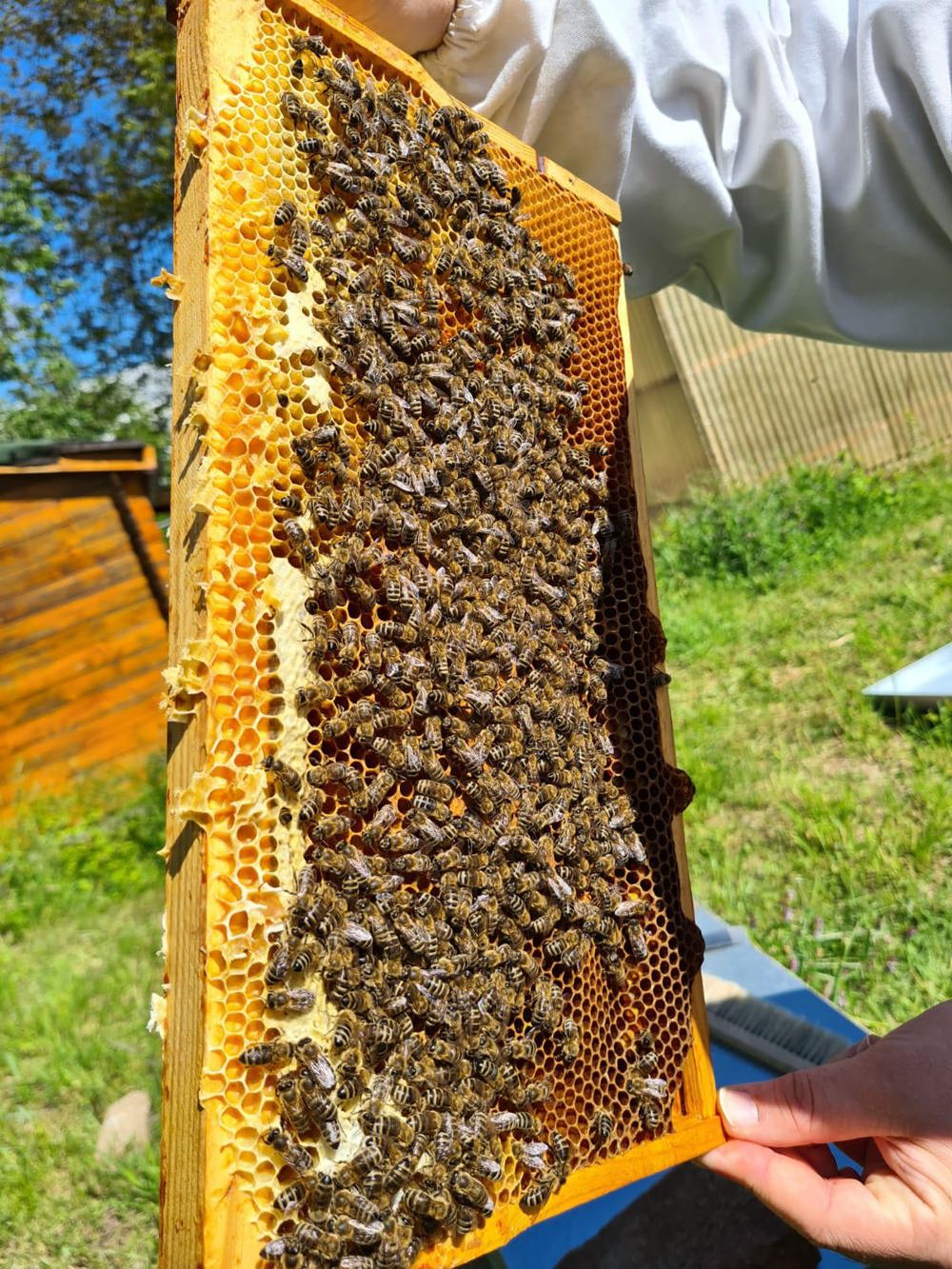 Carnica und Buckfast Bienenvölker und Ableger aus 2023 auf Zander-Rähmchen
