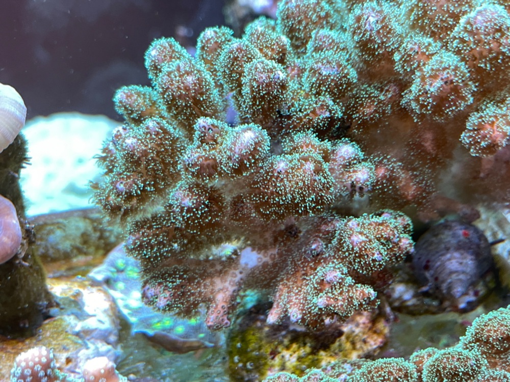 Pocillopora elegans grün SPS Koralle   Meerwasser   Mössingen