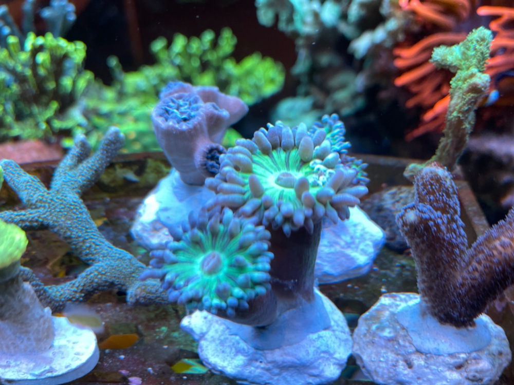 Duncanopsammia Axifuga (Bartkoralle) Meerwasser Korallen