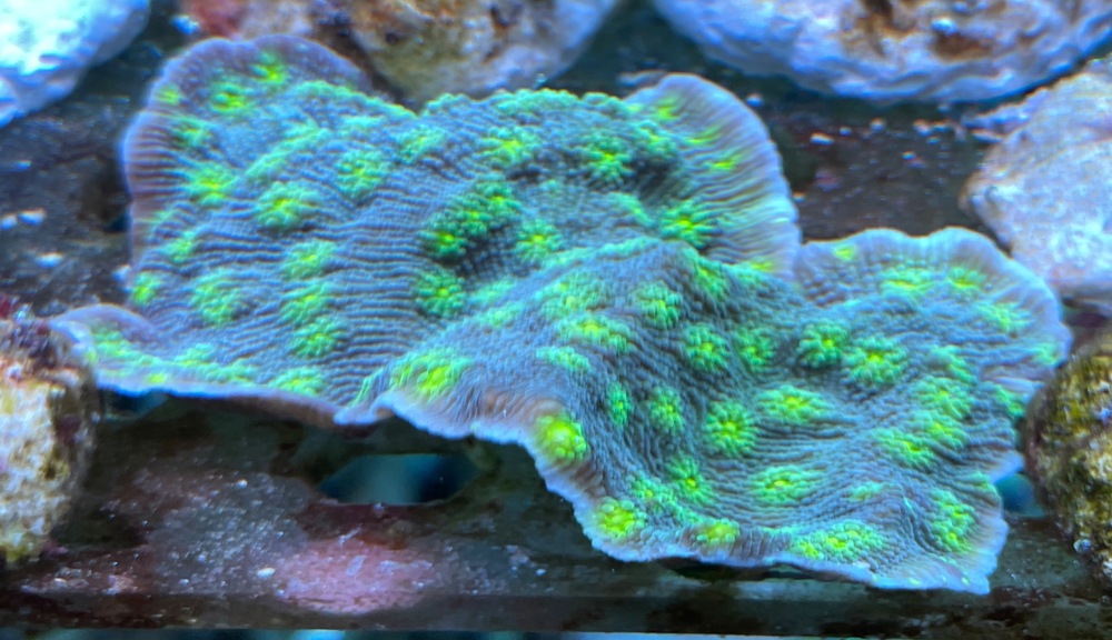Echinopora Lamellosa Koralle   Meerwasser   Mössingen