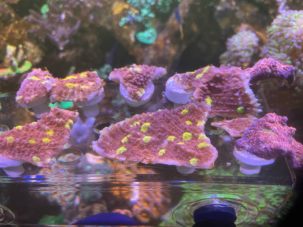 Chalice Ironman meerwasser koralle