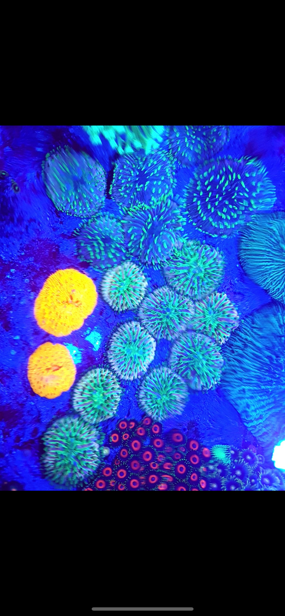 Fungias Meerwasser Korallen