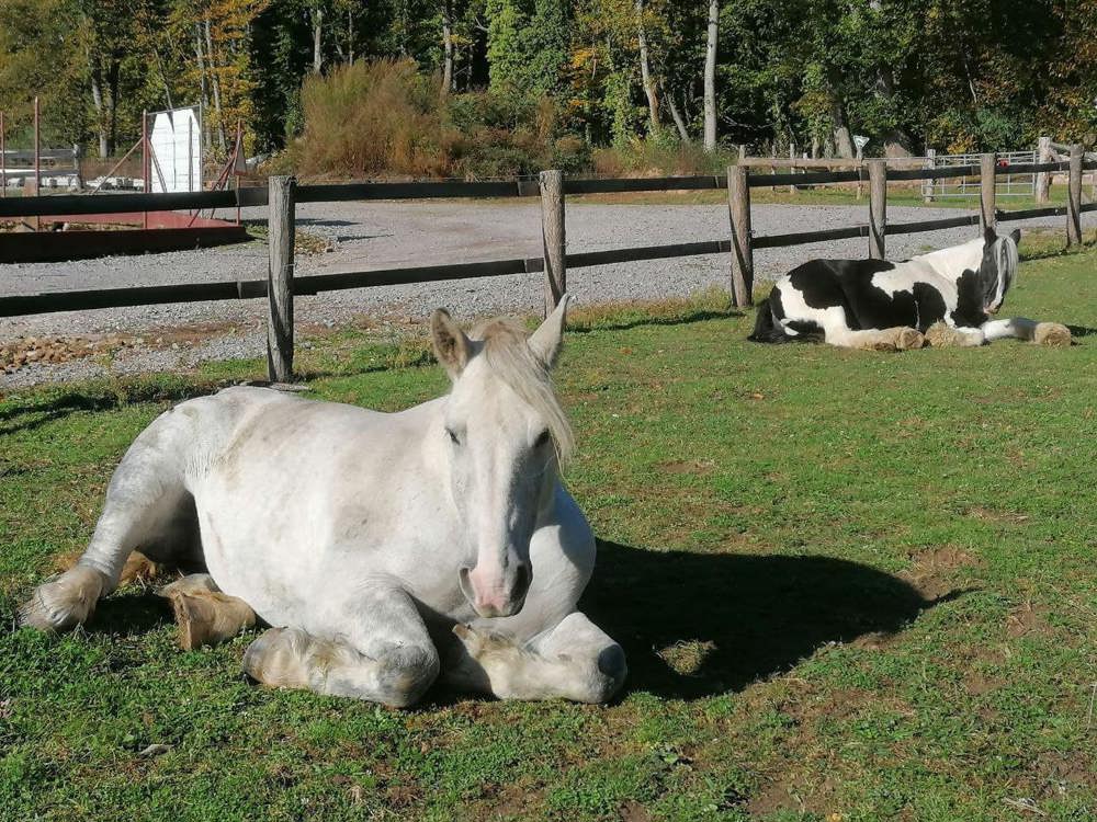 Pflegebeteiligungen mit Naturliebe und Herz für 2 ruhige Pferde