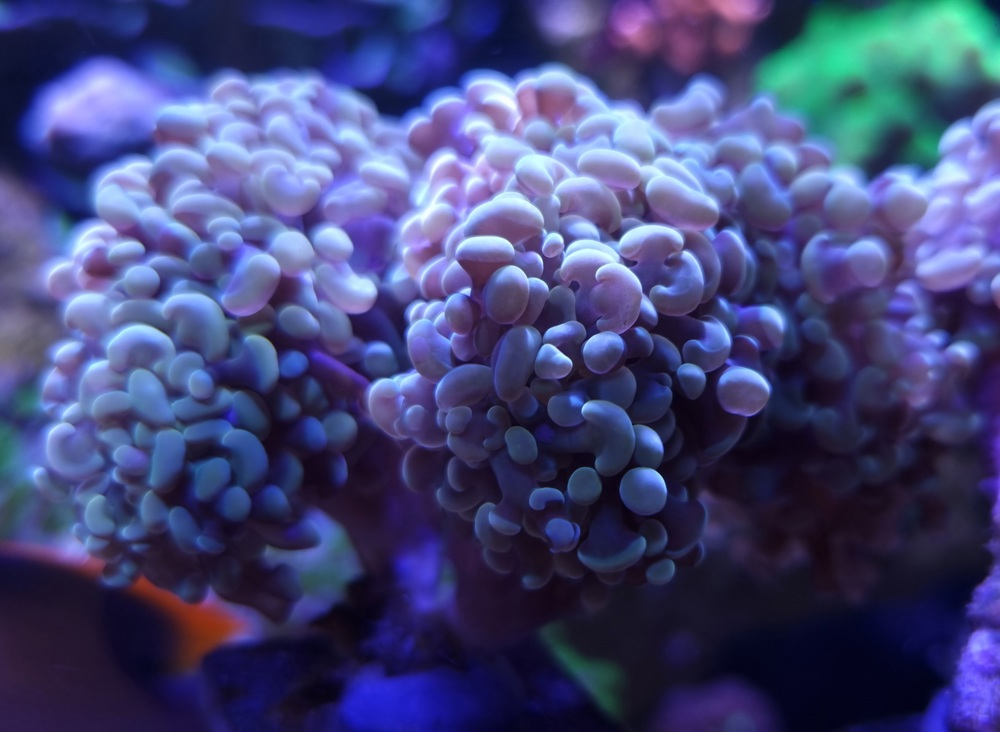 Korallen Ableger Euphyllia 