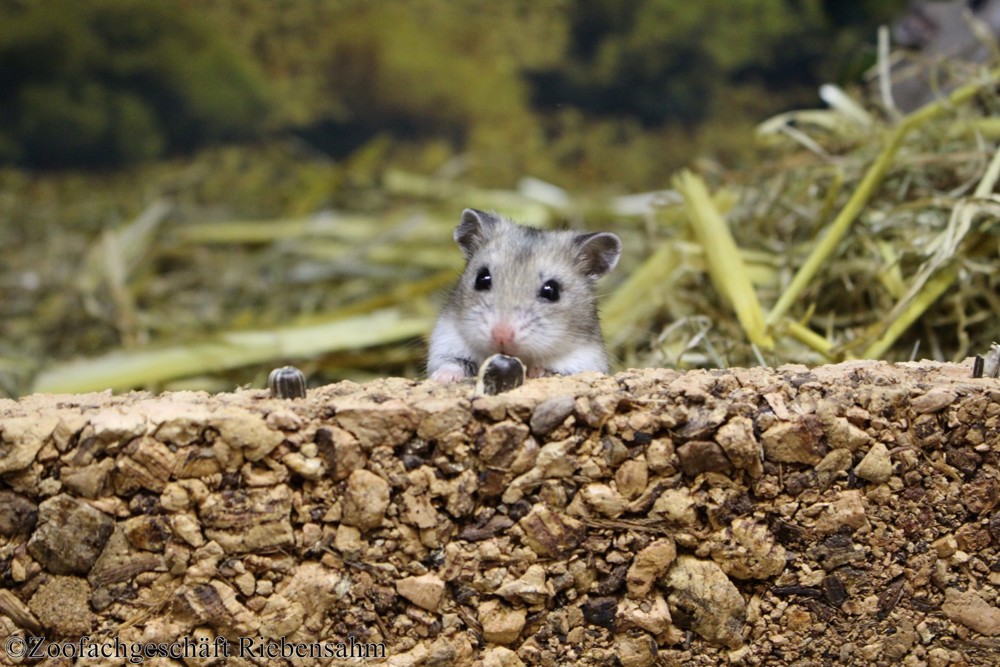 Junge Chinesische Streifenhamster