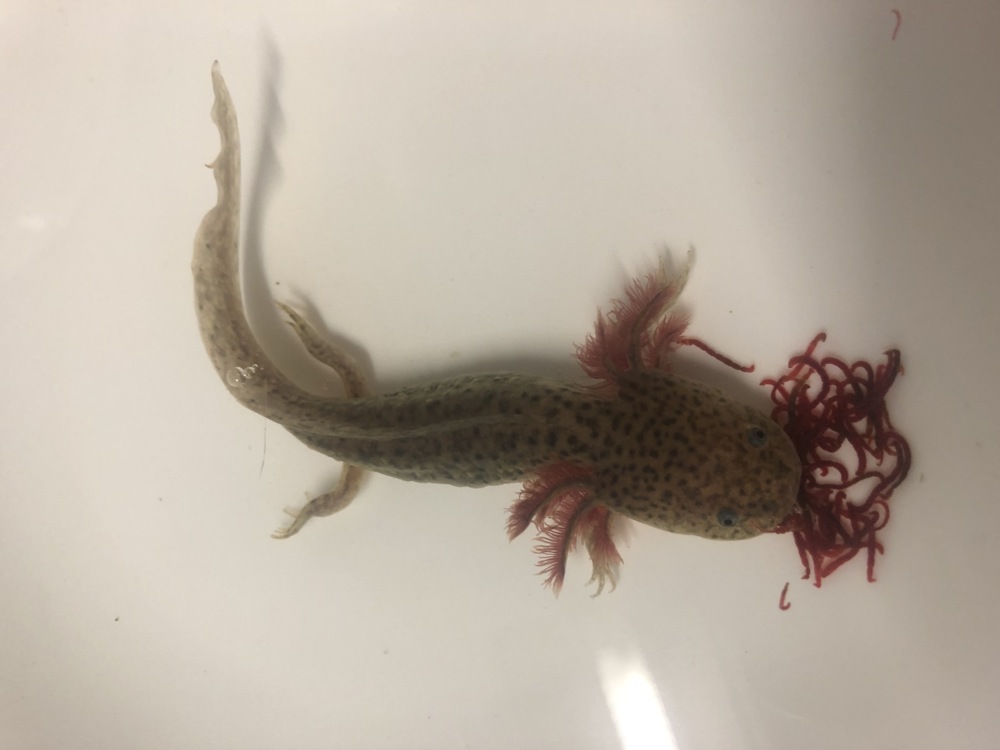 Axolotl Ambystoma mexicanum zu verkaufen 