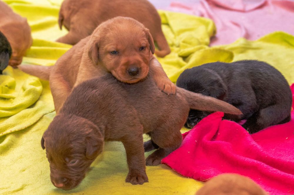 Reinrassige Labrador Welpen in tollen Farben 