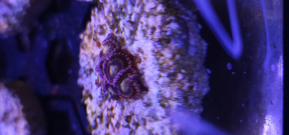Antivenom zoanthus krustenanemone Meerwasser Ableger 