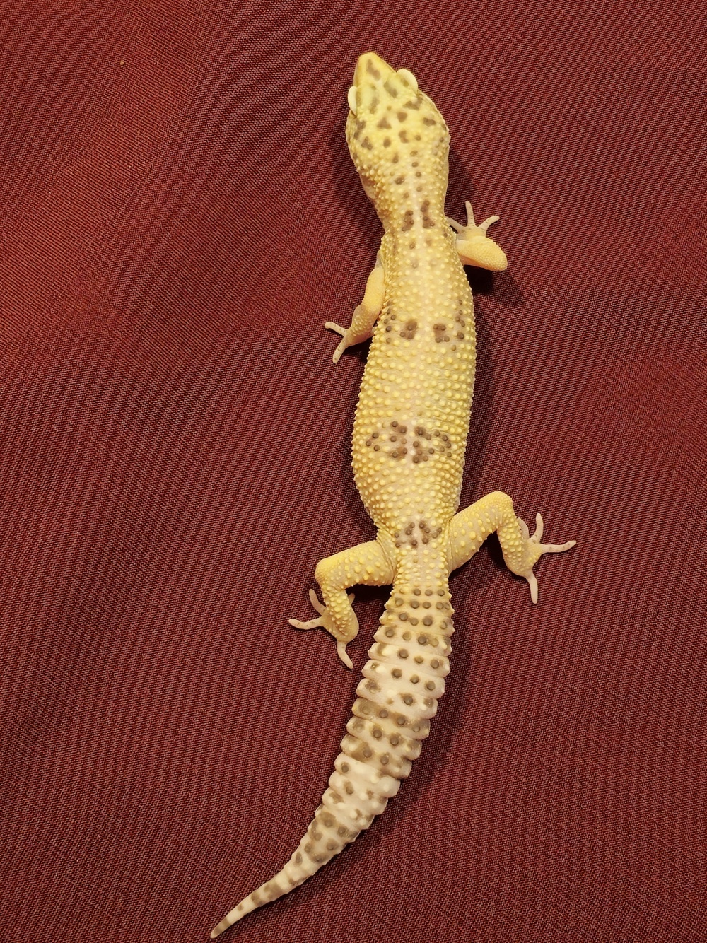 0.1 Leopardgecko 