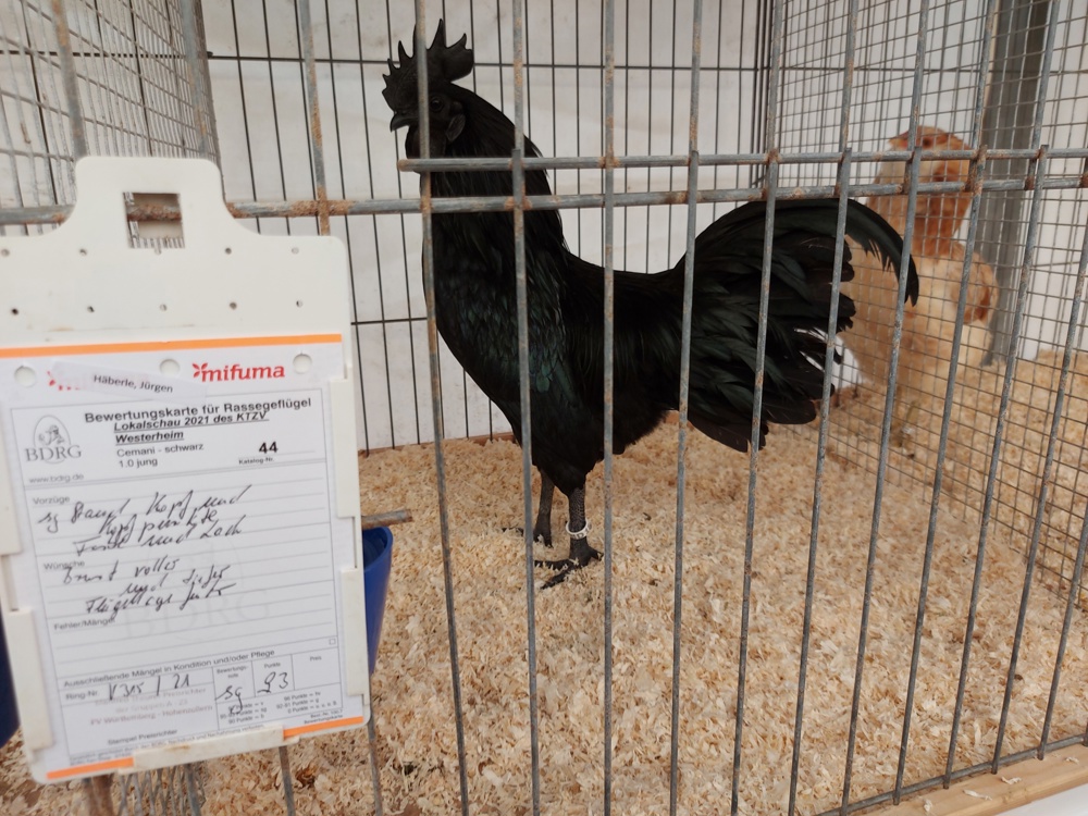 Ayam Cemani Bruteier aus Ausstellungszucht komplett schwarze Hühner 