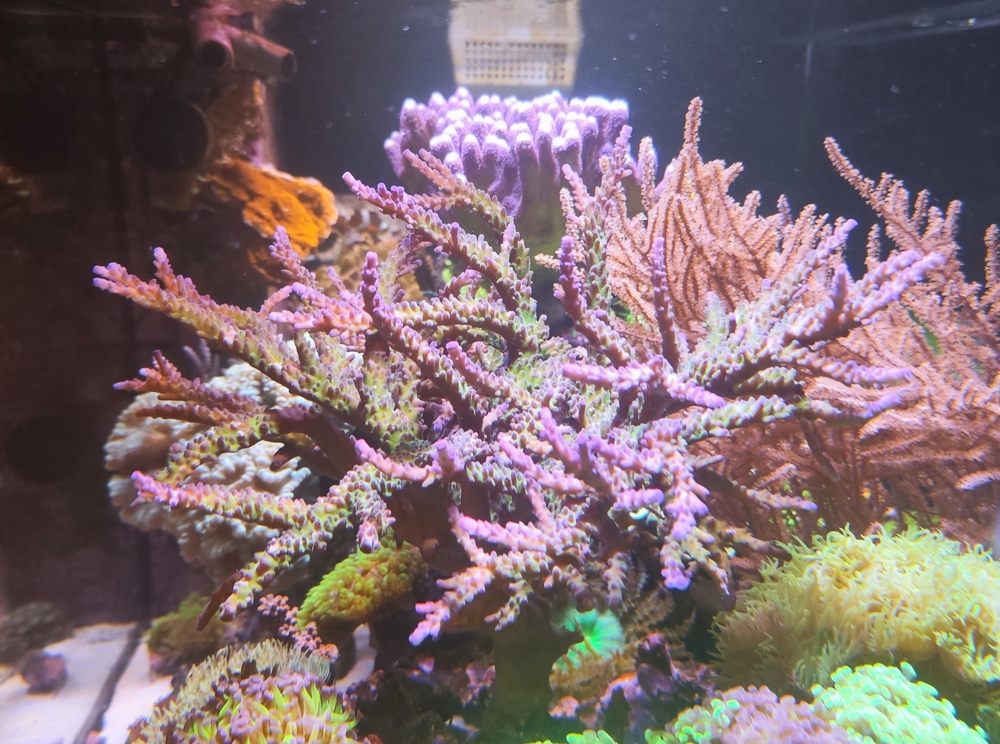 Meerwasser Aquarium Ableger Korallen sps Acropora  electric miyagi