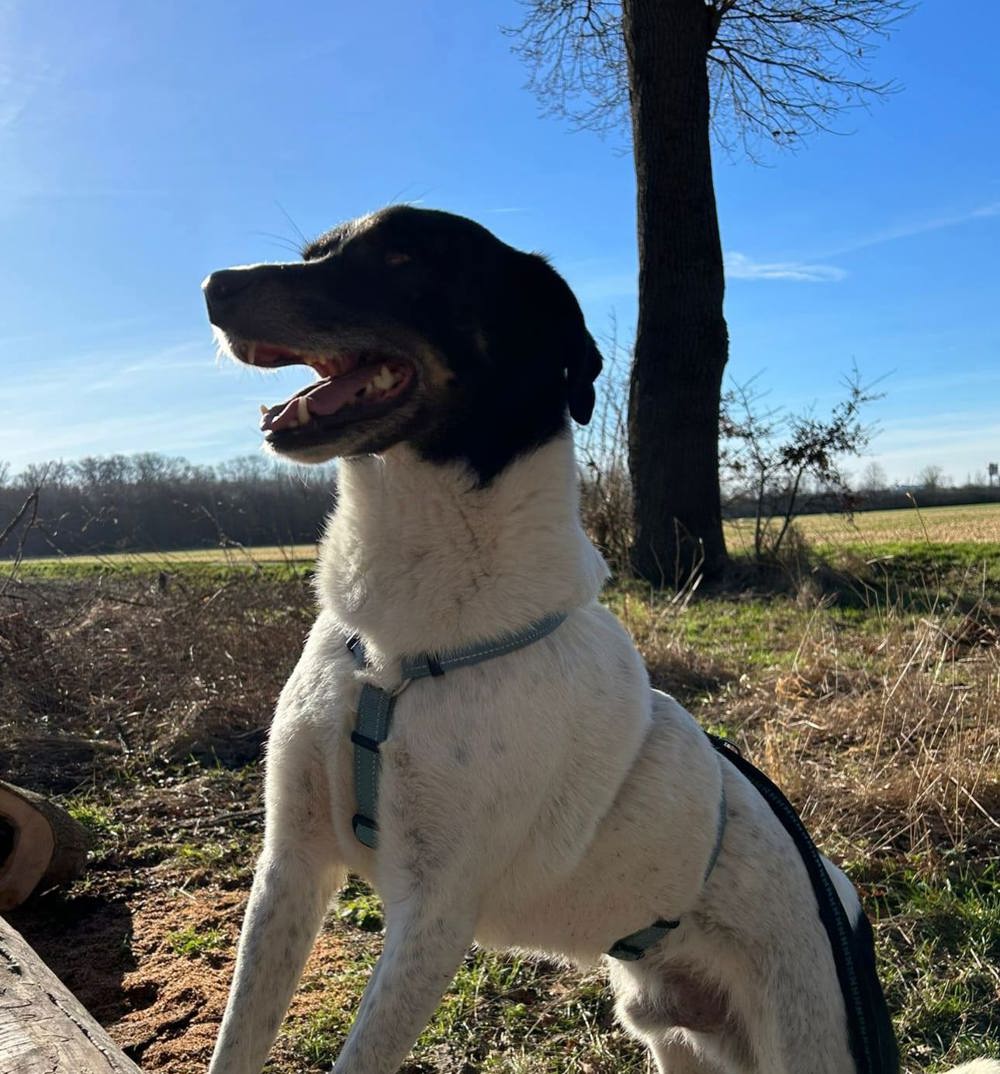 Ajax- Menschenbezogener, zauberhafter Hund sucht seine Familie