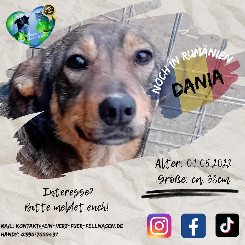 liebe Dania würde gern mit ihrem Menschen kuscheln