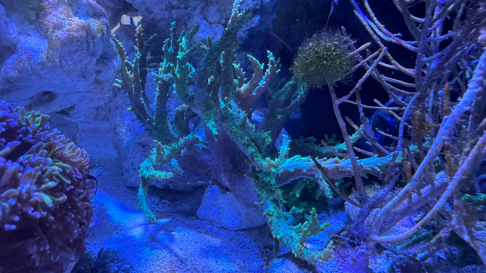 Korallen, Sinularia